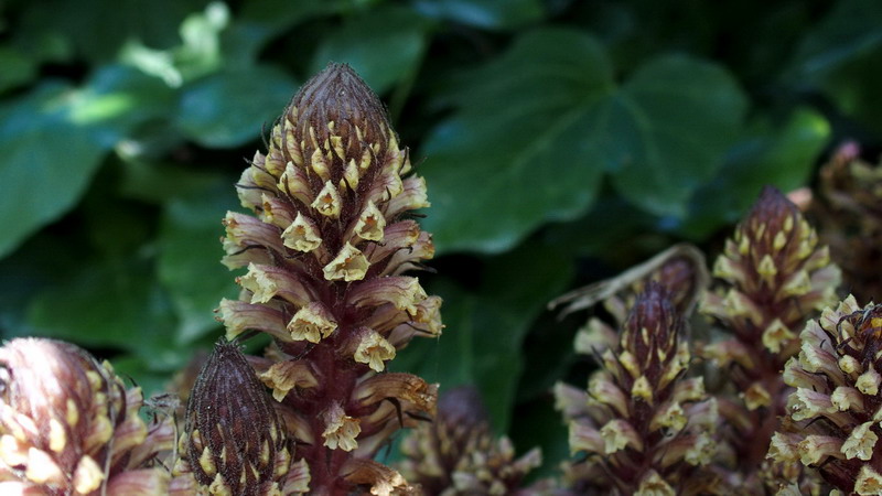 Neottia ?? no, Orobanche hederae